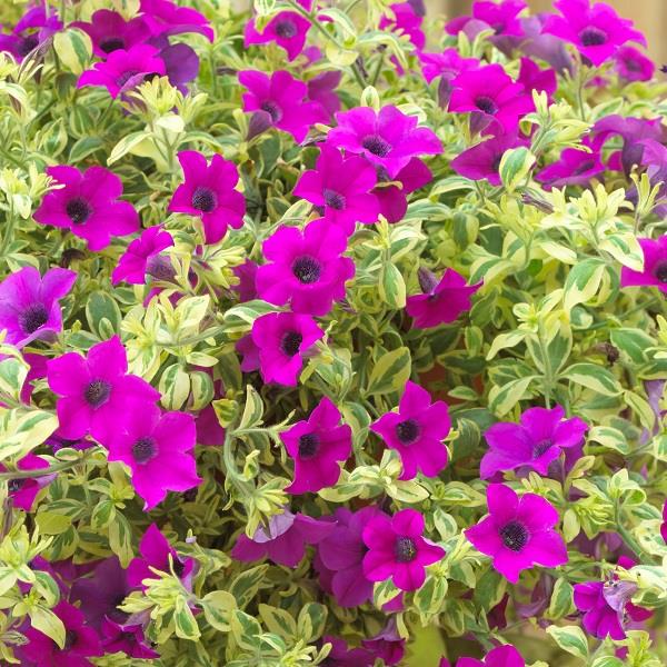 Petunia Surfinia Purple Variegated